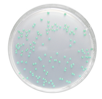 Listeria Selective Agar Base 500 G, Chromocult®